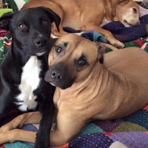 Meet your Posher, Cat - Picture 3 of 7